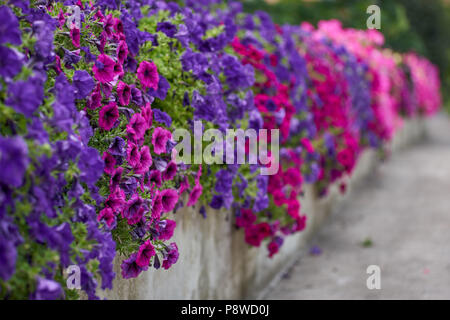 Lots of lush, abundantly flowering, colorful petunias colorful petunias galore Stock Photo