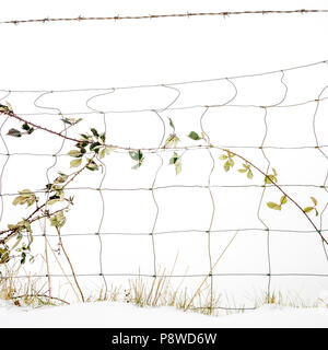 Brambles entangled in a wire fence amongst snow, France Stock Photo