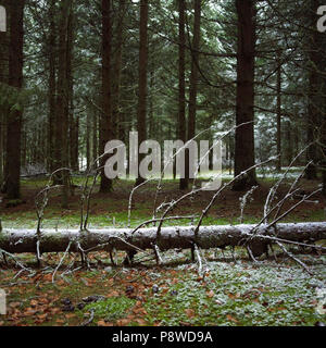 Trunk of cut tree in the middle of a fir forest covered with snow, Livradois Forez, Auvergne, France Stock Photo