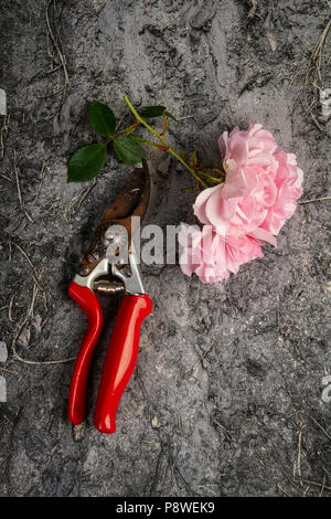 Cut rose flower and a pair of secateurs Stock Photo