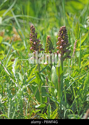 Three flower spikes with emerging inconspicuous flowers of Frog Orchid (Coeloglossum viride) on roadside verge in Cumbria,England ,UK Stock Photo