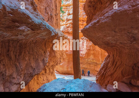 Navajo Trail in Bryce Canyon National Park in Utah Stock Photo