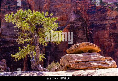 Backlit tree at Pine Creek Canyon in Zion National Park in Utah Stock Photo