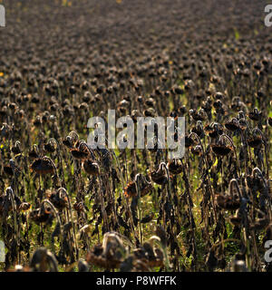Field of sun-dried sunflowers, Auvergne, France Stock Photo