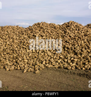 Pile of sugar beet newly harvested in a field, Auvergne, France, Europe Stock Photo