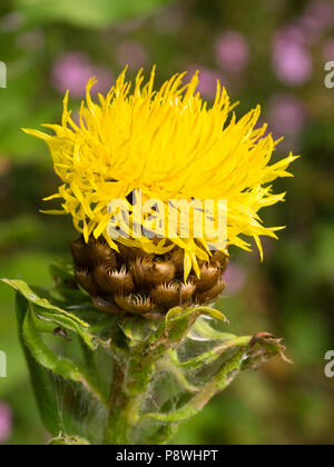 Twisted yellow petals in the summer flower head of the giant knapweed, Centaurea macrocephala Stock Photo