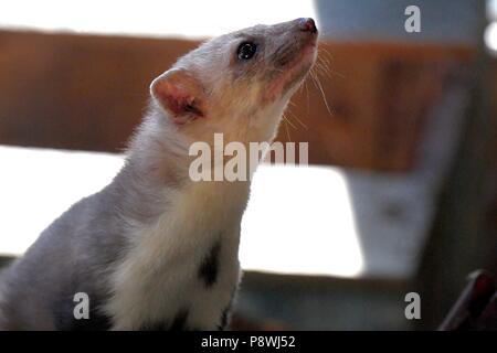 Stone marten | usage worldwide Stock Photo