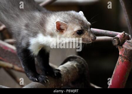 Stone marten | usage worldwide Stock Photo