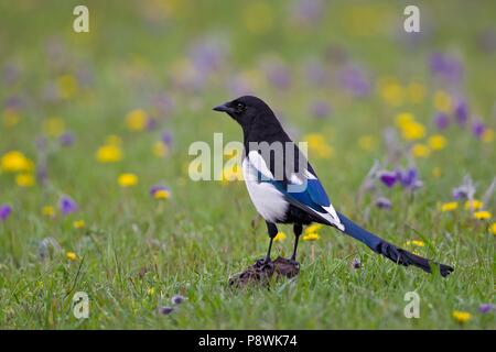 Magpie (Pica pica) standing in blooming meadow, Khuvsgul Lake, Chöwsgöl, Mongolia | usage worldwide Stock Photo