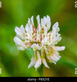 natural macro of blooming white clover flower (trifolium repens) Stock Photo