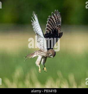 The young hovering Old World Kestrel (Falco tinnunculus) searching for prey on the meadow Stock Photo