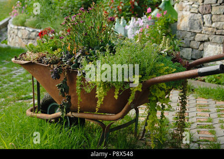 Decorative wheelbarrow planted with flowers and plants in the garden Stock Photo