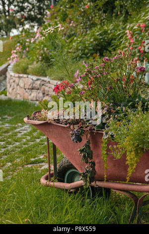 Decorative wheelbarrow planted with flowers and plants in the garden Stock Photo