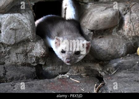 Stone marten | usage worldwide Stock Photo