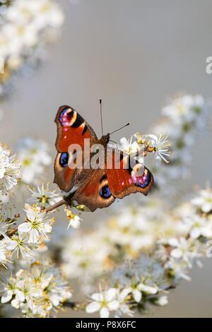 European Peacock (Aglais io) sitting on white blossom of blooming tree in spring,  Baden-Wuerttemberg, Germany | usage worldwide Stock Photo