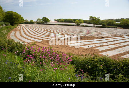 Acres of plastic covering growing potatoes Devon UK Stock Photo