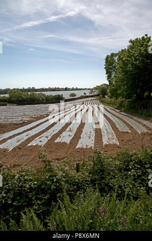 Acres of plastic covering growing potatoes Devon UK Stock Photo