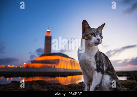 close up of a cat sitting on rocks behind him the famous Hassan II mosque - Casablanca - Morocco Stock Photo