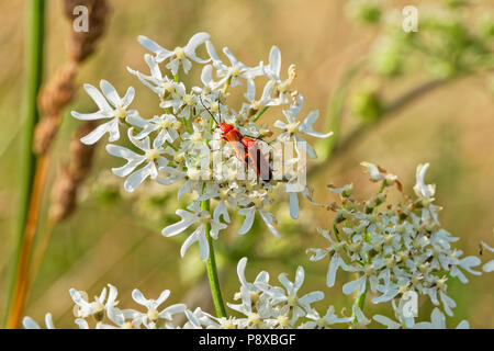 Close up of a pair of Red Cardinal Beetles mating on a white Night Flowering Catchfly Stock Photo