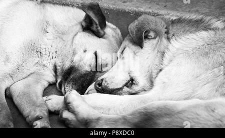Two cute dogs sleeping next to each other in black and white Stock Photo