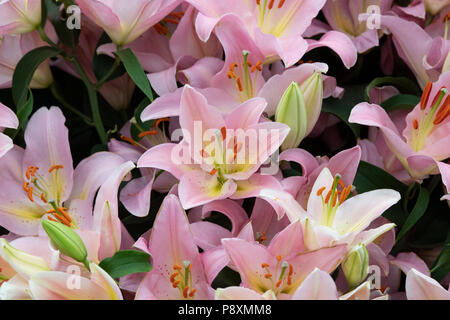 Lilium oriental ‘Fenice’. Oriental Lily ‘Fenice’ flowers on a flower show display. UK Stock Photo