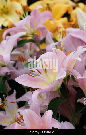 Lilium oriental ‘Fenice’. Oriental Lily ‘Fenice’ flowers on a flower show display. UK Stock Photo