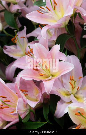 Lilium oriental ‘Fenice’. Oriental Lily ‘Fenice’ flowers on a flower show display. UK Stock Photo