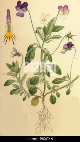 .   574 Viola tricolor styvmorsviol
