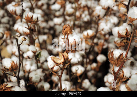 Berlin, Germany, cotton plants Stock Photo