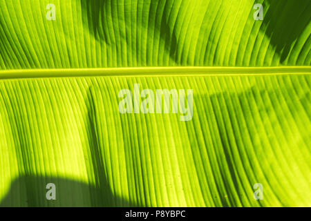 Close-up of a banana (Musa sp.) leaf. Stock Photo