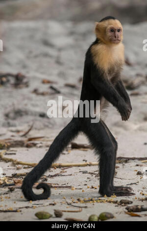 The White Faced or Capuchin Monkey of Costa Rica in a tree, Manuel