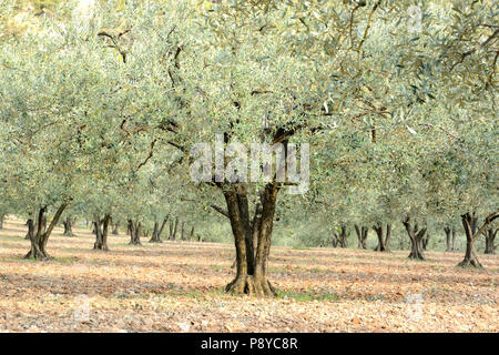 Lined up olive trees fields. Loamy soil. And a play of lights. Summer in Provence in France Stock Photo