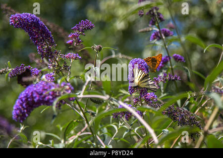 Buddleja Davidii butterfly on the flowering of Buddleja. Abruzzo Stock Photo