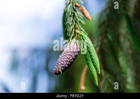 Branch of spruce with young purple pine cones in spring. Stock Photo
