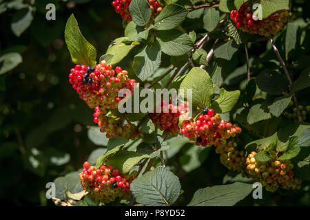 fruits of Pyracantha coccinea, Abruzzo Stock Photo