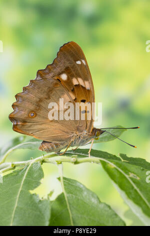 Kleiner Schillerfalter, Espen-Schillerfalter, Espenschillerfalter, Schillerfalter, Weibchen, Apatura ilia, Apatura barcina, Lesser Purple Emperor, fem Stock Photo