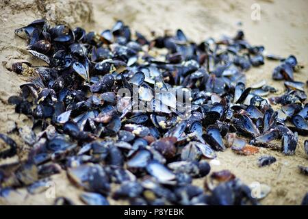 Pile of open blue mussel shells lie on a sandy beach Stock Photo