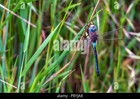 Emperor Dragonfly or Anax imperator on grass Stock Photo