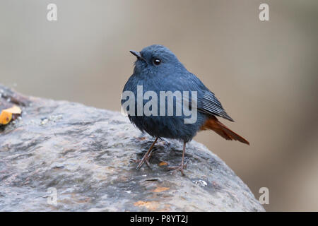 Plumbeous water redstart (Phoenicurus fuliginosus in Kedarnath Wildlife Sanctiary, Uttarakhand, Himalaya, India Stock Photo