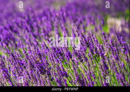 Garden bed of Lavender in the sun Stock Photo