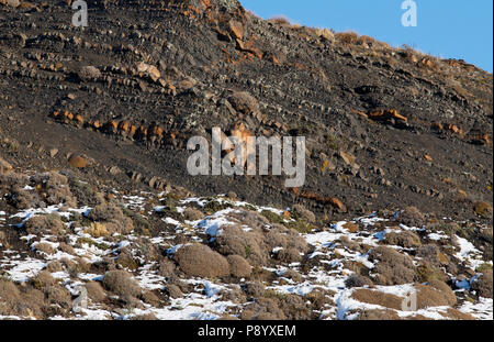 Four 5 month old Patagonian Puma cubs resting on the side of a rocky slope , awaiting the  return of their mother to lead them to a carcass to feed. Stock Photo