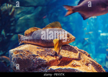 One red yellow large fish in blue water, colorful underwater world, copyspace for text, background wallpaper Stock Photo