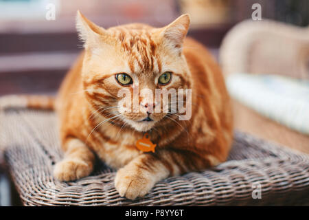 Closeup portrait of cute adorable tabby red ginger cat with stripes and yellow green eyes lying on sofa couch. Domestic pet indoors at home. Stock Photo