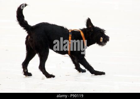 Berlin, Germany, giant schnauzer slips while retrieving on a Eisflaeche Stock Photo