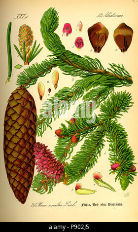 Pinacea Tree Picea spruce, a genus of coniferous evergreen trees in the pine family ...