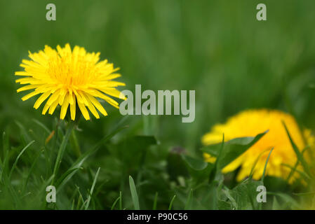 Closeup of medicinal dandelion bloom in nature Stock Photo