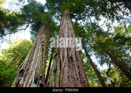 Hiking trails through giant redwoods in Muir forest near San Francisco, California, USA Stock Photo