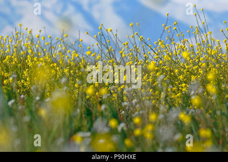 Cultivation of white mustard (Sinapis alba) in flowering. Junín - Perú Stock Photo