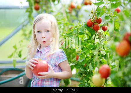 Adorable little girl picking fresh ripe organic tomatoes in a greenhouse on warm summer evening Stock Photo