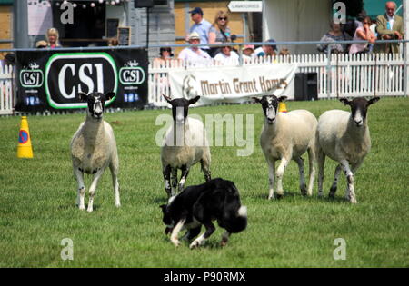 Guildford, England - May 28 2018: Four black faced sheep nervously watching the approach of a Border Collie sheep dog Stock Photo